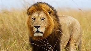 Quiz Lions