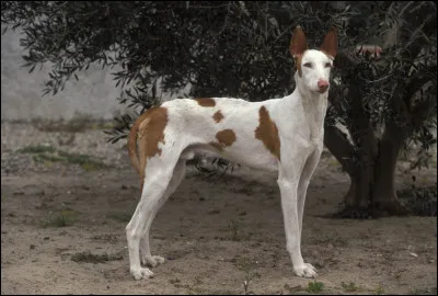 Quelle est cette race ?