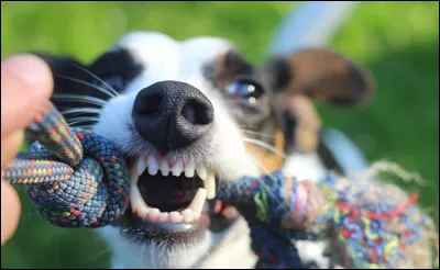 Combien le chien adulte a-t-il de dents ?