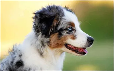 Quel est l'âge idéal pour adopter un chiot ?