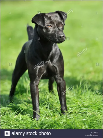 Quel est donc ce chien ?