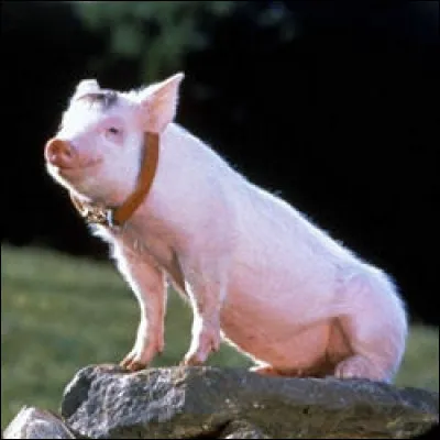 Dans le film "Babe le cochon devenu berger", quelle est la race de la chienne Ficelle ?