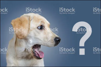 Où est le Chien loup de Saarloos ?