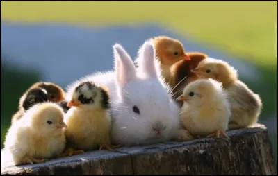 Pour les Chrétiens, le coq est l'emblème ...