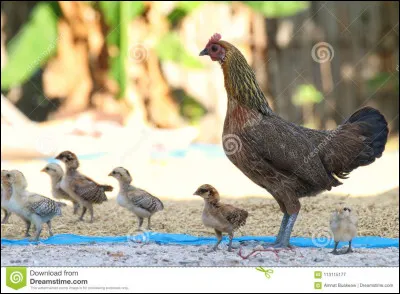 Dans lequel de ces trois métiers peut-on faire la connaissance d'un coq ou maître-queux ?