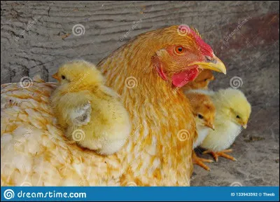 Une poule sur un mur ...