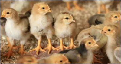 Dans lequel de ces trois films peut-on voir des oeufs ?