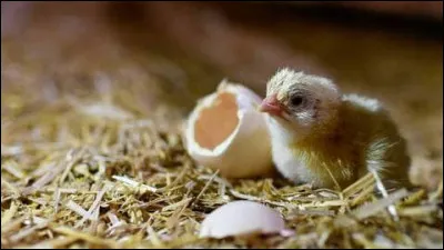 Il n'a pas seulement dit "Labourage et pâturage sont les deux mamelles de la France", la légende dit qu'il voulut la poule au pot pour tous !