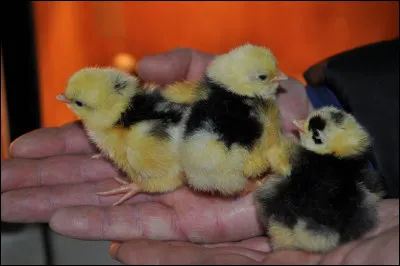 Dans quel sport peut-on parler de poids-coq ?