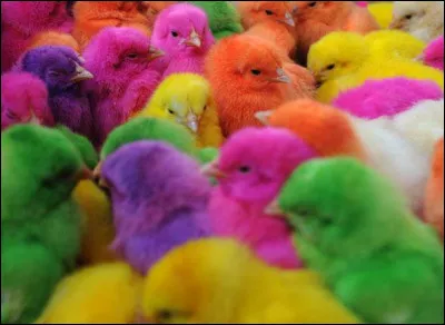 Terminez ce proverbe franc-comtois : les poules pondent ...