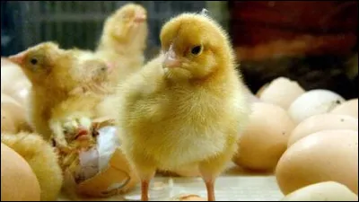 Dans le film "La Légende du Bout du Monde", comment s'appelle le coq, compagnon de Vaiana !