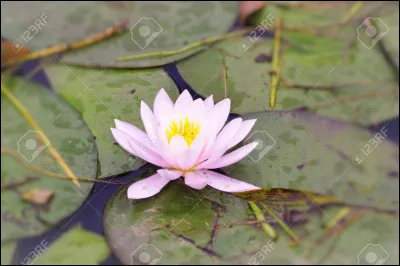 "Nénuphar" correspond au prénom...