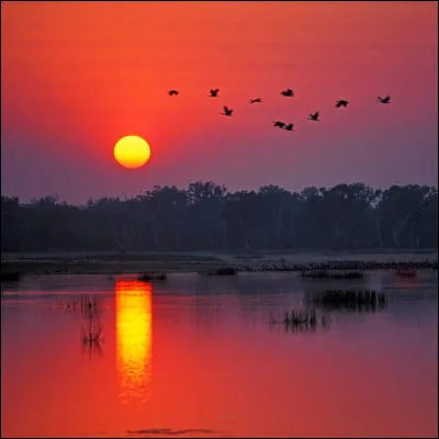 Quelle est la signification du prénom "Asa" ?