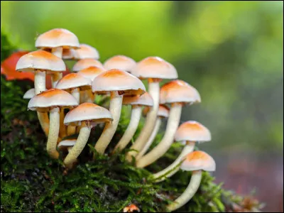 La girofl&eacute;e est un champignon :