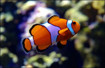Le h&eacute;ros du film "Le monde de Nemo" est un poisson clown :