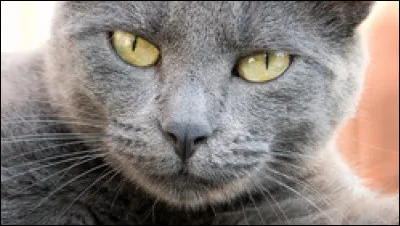 Quelle est la race de ce chat ?