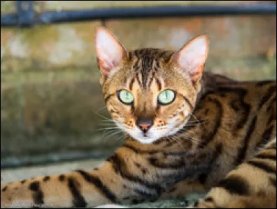 Quelle est la race de ce chat ?