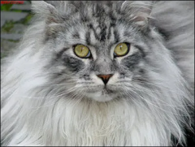 Quelle est la race de ce chat ?