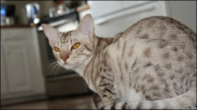 Quelle est la race de ce chat ?