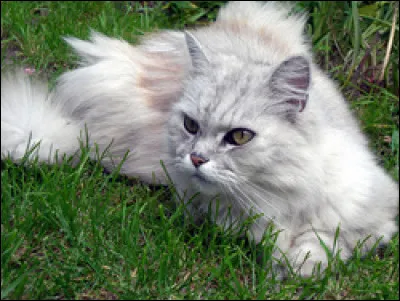 Quelle est la race de ce chat ?