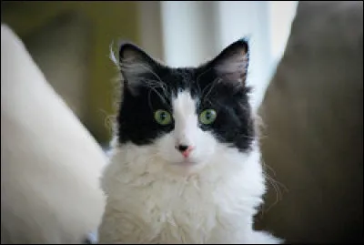 Quelle est la race de ce chat ?