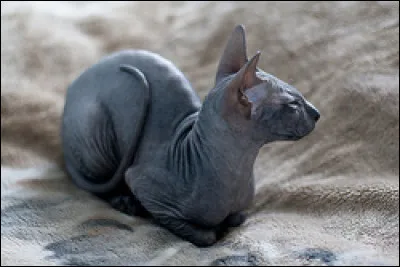 Quelle est la race de ce chat ?