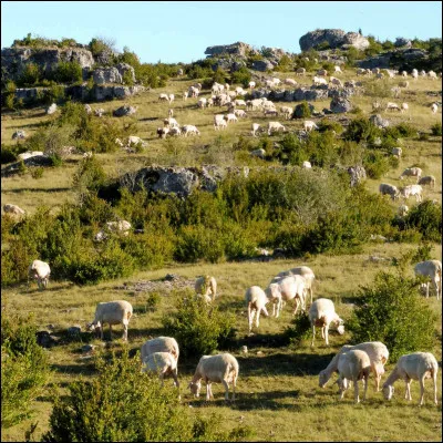 Sur le causse du Larzac, les brebis sont reines ! Souvent, elles donnent leur lait pour fabriquer le roquefort. Connaissez-vous la race de ces brebis ?