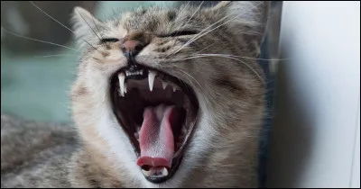 Identifiez ce que ressent ce chat.