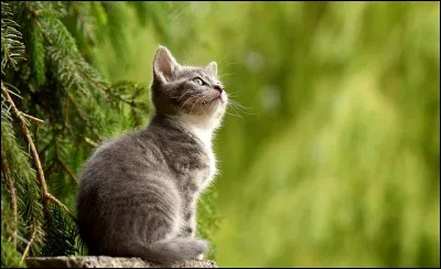 Comment est ce chat ?