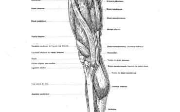 Quiz Anatomie
