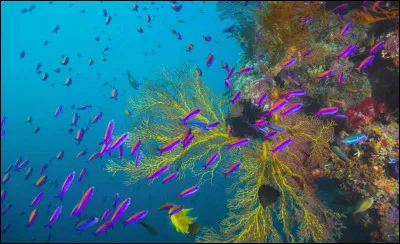 Le président actuel est :