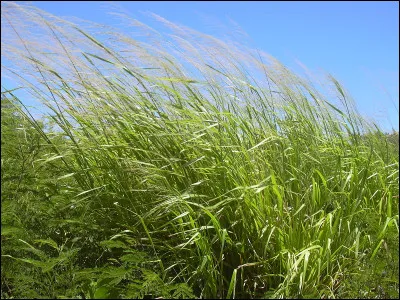 Que signifie le verbe « désherber » dans le jargon des bibliothécaires ?