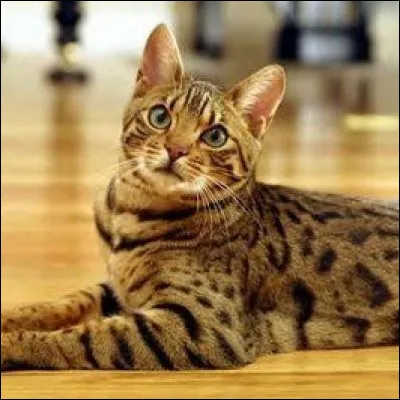 De quelle race est ce chat, originaire des États-Unis ?