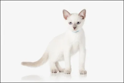 De quelle race est ce chat, originaire de Thaïlande et de caractère identique au siamois ?