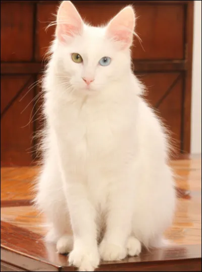 De quelle race est ce chat, originaire de Turquie ?