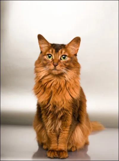 Quelle est la race de ce chat, intelligent, curieux et bon grimpeur ?