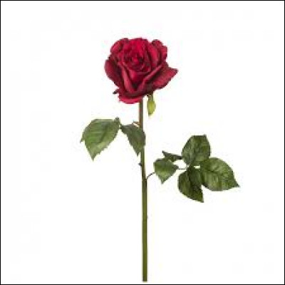 Dans quel roman trouve-t-on cette citation : "C'est le temps que tu as perdu pour ta rose qui fait ta rose si importante" ?