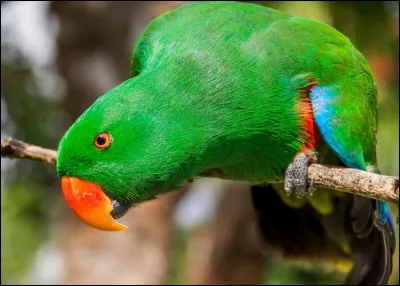 Quelle espèce de perroquet apercevons-nous ici ?