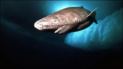 Quel est le nom de ce requin ?