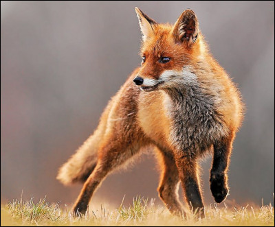 Les renards roux peuvent peser entre 100 kg et 200 kg.