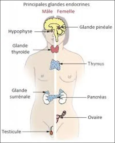 La GnRH est secrétée par...