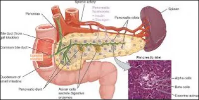Quelle autre hormone importante pour la régulation de la glycémie est secrétée par le pancréas ?