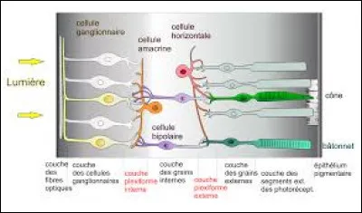 Comment s'appelle la zone de la rétine où la vision est la plus précise ?