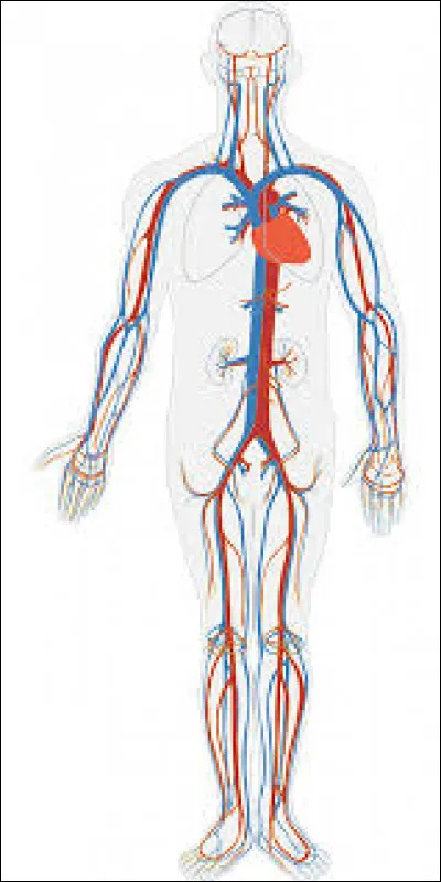 Combien de litres pompe le cur chaque jour ?