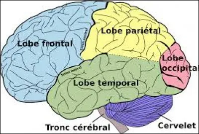Une personne fait un AVC, la partie gauche de son cerveau est abîmée.Quelles seront les parties impactées ?
