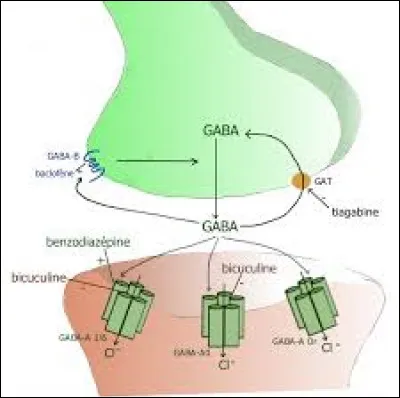 Comment s'appelle la zone de transmission d'un message nerveux entre deux neurones ?