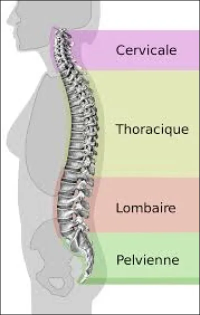 Une rupture de la moelle épinière en D12 entraîne...