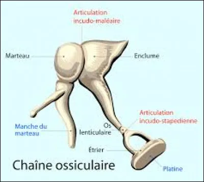 Quel est le plus petit os du corps humain ?