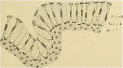 Combien avons-nous de cellules ciliées ?