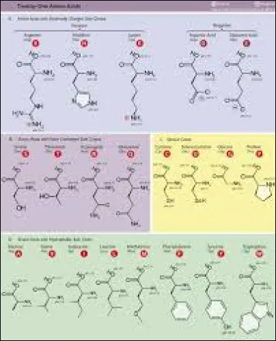 Combien y a-t-il d'acides aminés chez l'être humain ?